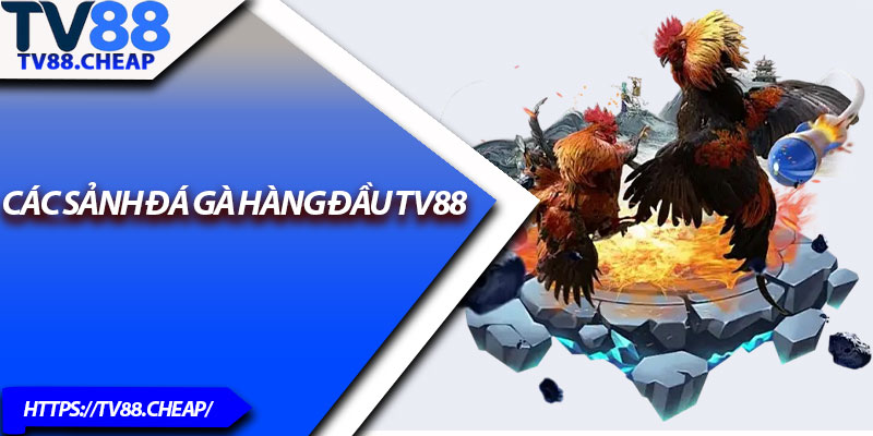Đá Gà TV88 – Giải Trí Đậm Chất Kịch Tính Cho Bet Thủ 2 Các sảnh đá gà hàng đầu TV88